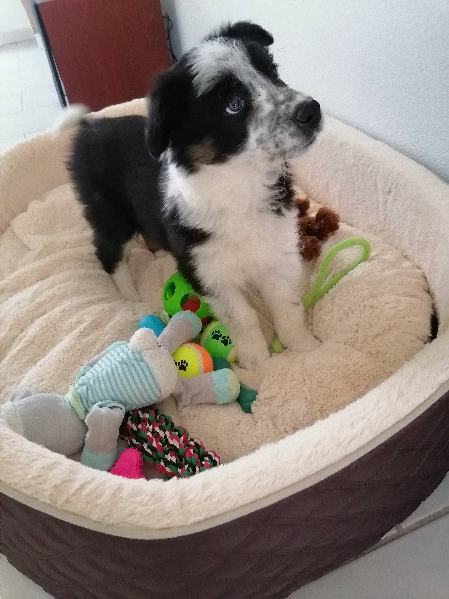 Dolly participe au concours pour gagner de l'argent avec cette photo : bowl, canidae, carnivore, cat_supply, comfort, companion_dog, dog, dog_bed, dog_breed, dog_supply, dog_toy, felidae, fur, mammal, paw, pet_supply, sporting_group, stuffed_toy, toy_dog, working_animal