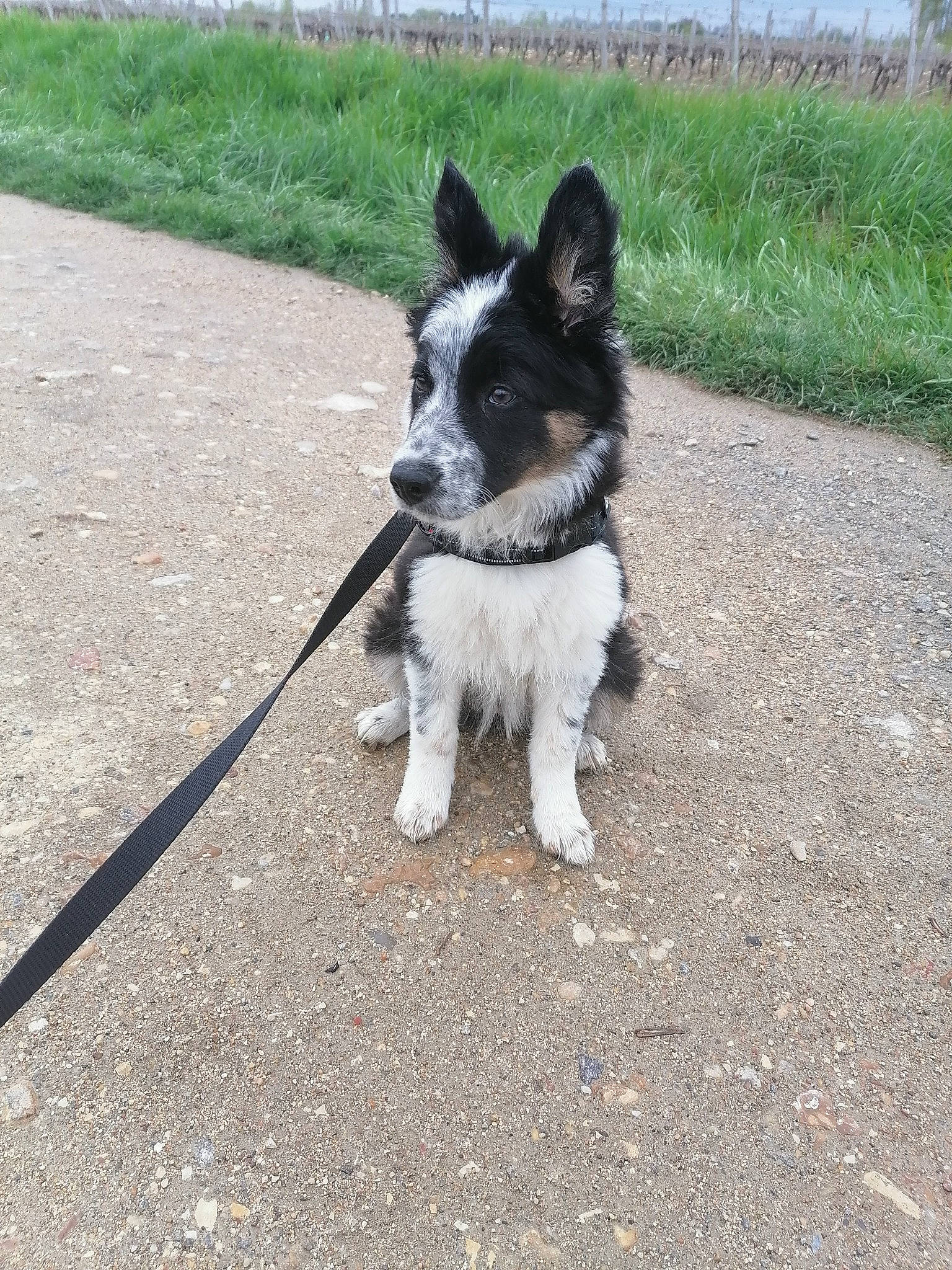 Dolly participe au concours pour gagner de l'argent avec cette photo : canidae, carnivore, collar, companion_dog, dog, dog_breed, dog_supply, fur, grass, non_sporting_group, papillon, plant, road_surface, snout, soil, sporting_group, tail, toy_dog, working_animal, working_dog