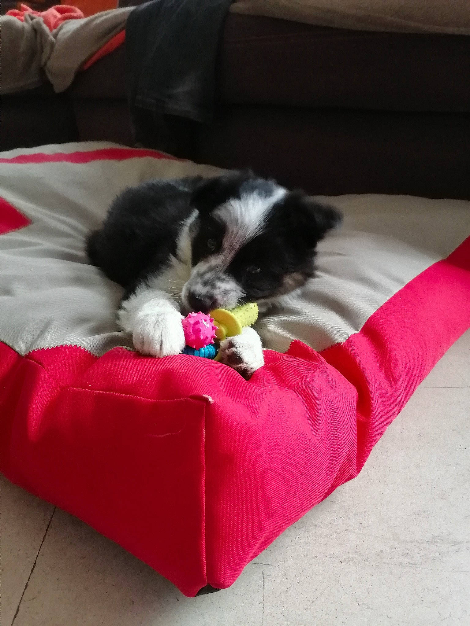 Dolly a rejoint le concours — aidez-le/la à gagner de superbes lots ! canidae, carnivore, comfort, companion_dog, couch, dog, dog_breed, dog_supply, felidae, fur, furniture, futon_pad, linens, magenta, nap, non_sporting_group, sporting_group, toy_dog, working_animal