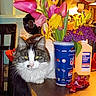 bouquet, cat, chair, clutter, cup, domestic_animal, feline, flower, household_item, indoor, isopropyl_alcohol, pet, plant, purple_flower, still_life, table, tulip, vase, wooden_furniture, yellow_flower