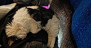 Kiss Kiss is registered to the contest to win money with this photo: animal, black_and_white, blanket, casual, cat, clothing, cozy, curled_up, feline, fur, home, indoors, pet, pile, relaxing, resting, rug, sleeping, soft, texture