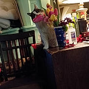 Kiss Kiss joined the competition — help win amazing prizes! animal, bottle, cat, chair, colorful, container, cozy, cup, curious, domestic, flower, furniture, household_items, indoor, lamp, pet, plant, playful, table, tulip