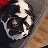 animal, black_and_white, cat, couch, cozy, domestic_animal, ears, feline, fluffy, fur, gray_couch, home, indoor, pet, red_pillow, relaxed, resting, sitting, whiskers, wooden_floor