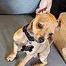 dog, puppy, chihuahua, pet, collar, tag, ears, cute, small, tan, sitting, couch, indoor, animal, young, fur, nose, paw, looking, head_tilt