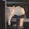 Ustin joined the competition — help win amazing prizes! cat, white_cat, fluffy, indoor, cat_tree, window, night, pet, feline, relaxed, animal, domestic_animal, resting, fur, cute, mammal, household, one_animal, looking, quiet