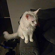 Ustin joined the competition — help win amazing prizes! cat, white_cat, fluffy, pet, feline, indoor, sofa, armrest, studs, tongue_out, dim_lighting, shadow, floor, scooter, furniture, cozy, moody, domestic_animal, home, cute