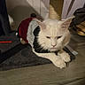 cat, white_cat, pet, indoor, sweater, cozy, cat_tree, carpet, furniture, wood_floor, animal, cute, fluffy, resting, fur, mammal, domestic_animal, closeup, portrait, grumpy