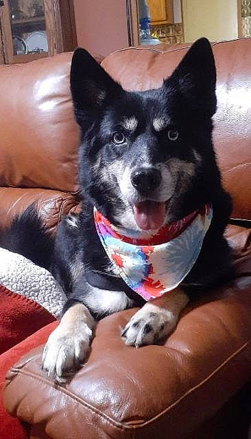 Calypso is registered to the contest to win money with this photo: canidae, carnivore, collar, comfort, companion_dog, couch, dog, dog_breed, dog_collar, dog_supply, electric_blue, fur, herding_dog, non_sporting_group, party_hat, snout, sporting_group, whiskers, working_animal, working_dog