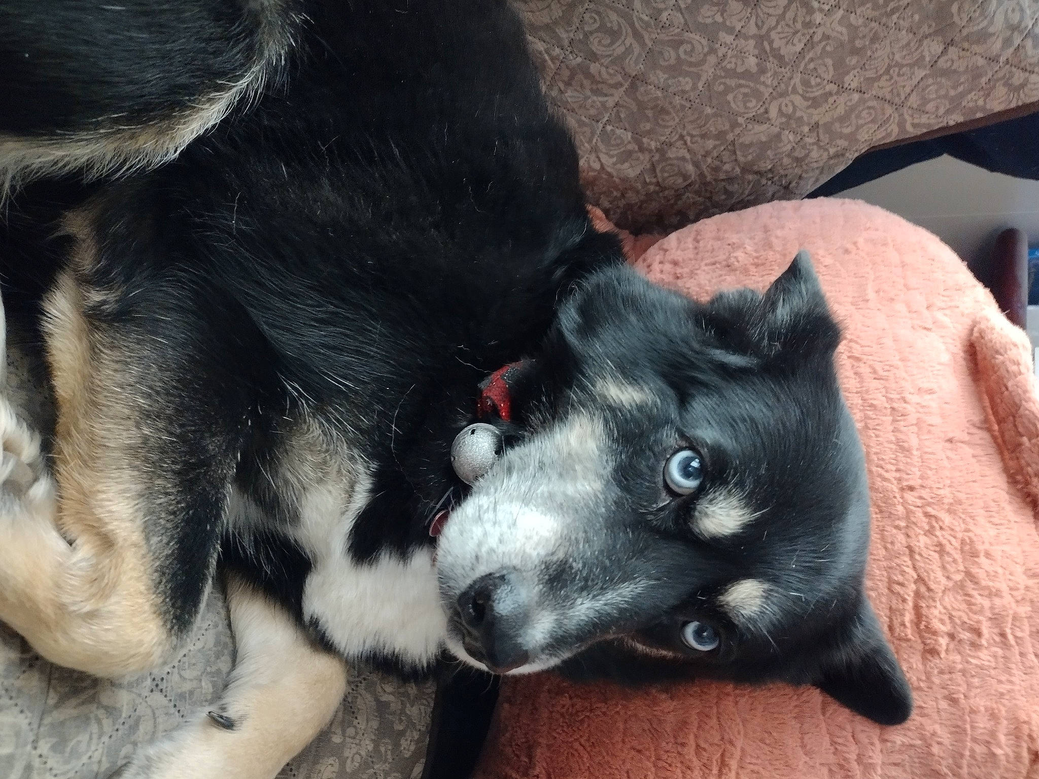 Calypso joined the competition — help win amazing prizes! canidae, carnivore, companion_dog, dog, dog_breed, fur, non_sporting_group, paw, snout, sporting_group, tail, terrestrial_animal, whiskers, working_animal, working_dog