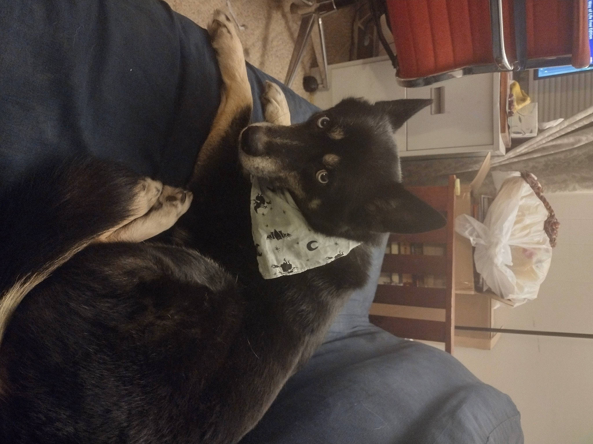 Calypso joined the competition — help win amazing prizes! canidae, carnivore, comfort, companion_dog, dog, dog_breed, domestic_short_haired_cat, ear, fawn, felidae, fur, grey, guard_dog, non_sporting_group, schnauzer, small_to_medium_sized_cats, snout, sporting_group, tail, whiskers