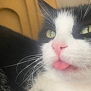 Moucha participe au concours pour gagner de l'argent avec cette photo : cat, feline, tuxedo_cat, close_up, portrait, pink_tongue, whiskers, nose, eyes, indoor, pet, mammal, cute, tongue_out, black_and_white, fur, playful, sleepy, macro, whisker_closeup