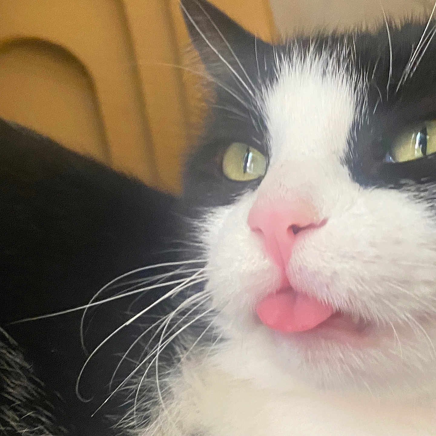 Moucha participe au concours pour gagner de l'argent avec cette photo : black_and_white, cat, close_up, cute, eyes, feline, fur, indoor, macro, mammal, nose, pet, pink_tongue, playful, portrait, sleepy, tongue_out, tuxedo_cat, whisker_closeup, whiskers