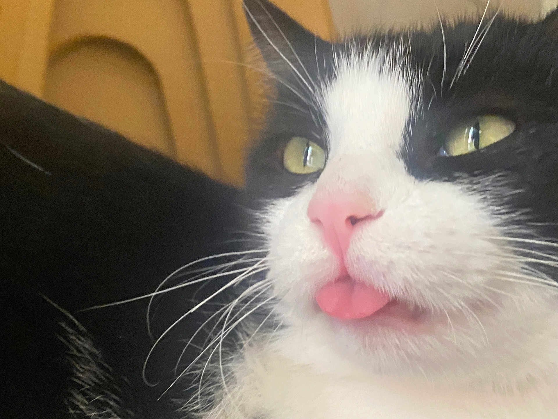 Moucha participe au concours pour gagner de l'argent avec cette photo : cat, feline, tuxedo_cat, close_up, portrait, pink_tongue, whiskers, nose, eyes, indoor, pet, mammal, cute, tongue_out, black_and_white, fur, playful, sleepy, macro, whisker_closeup