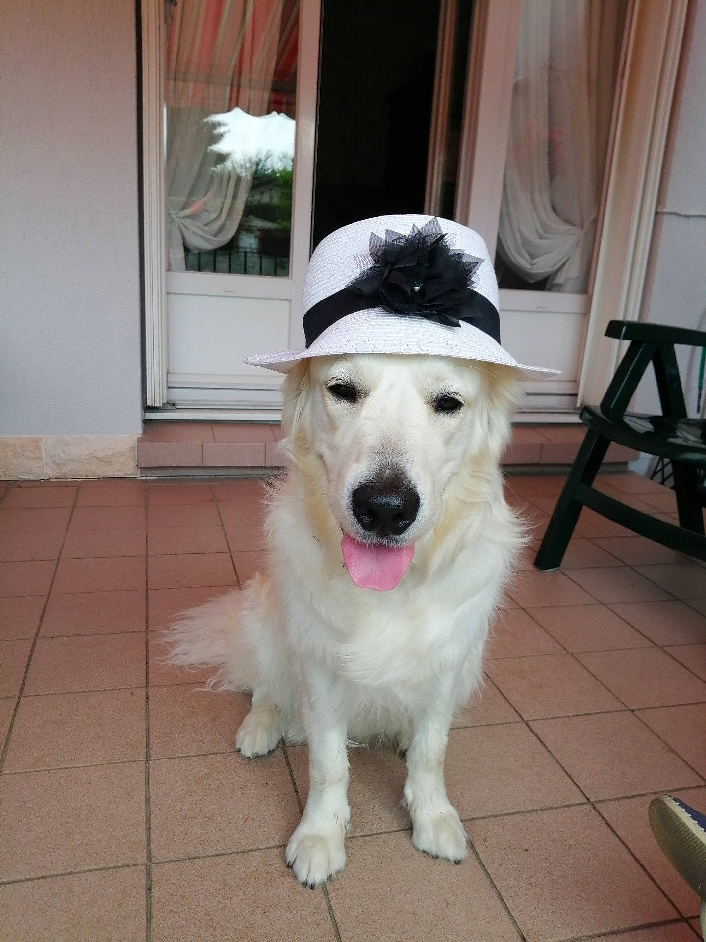 Pepito participe au concours pour gagner de l'argent avec cette photo : berger_blanc_suisse, canidae, carnivore, companion_dog, dog, dog_breed, mammal, rare_breed_dog, sporting_group, vertebrate, white_shepherd