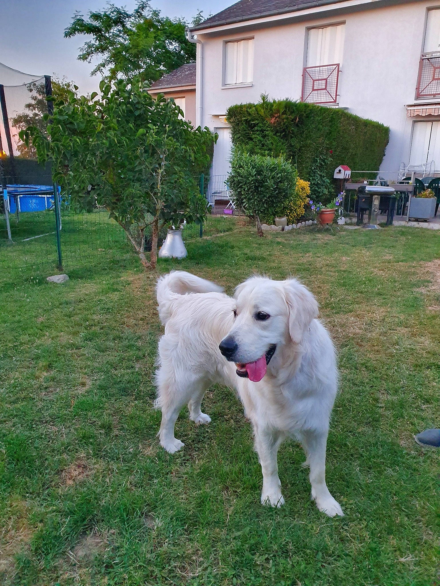 Pepito a rejoint le concours — aidez-le/la à gagner de superbes lots ! akbash_dog, canidae, carnivore, companion_dog, dog, dog_breed, golden_retriever, grass, great_pyrenees, kuvasz, livestock_guardian_dog, mammal, maremma_sheepdog, polish_tatra_sheepdog, rare_breed_dog, retriever, slovak_cuvac, sporting_group, vertebrate, working_dog