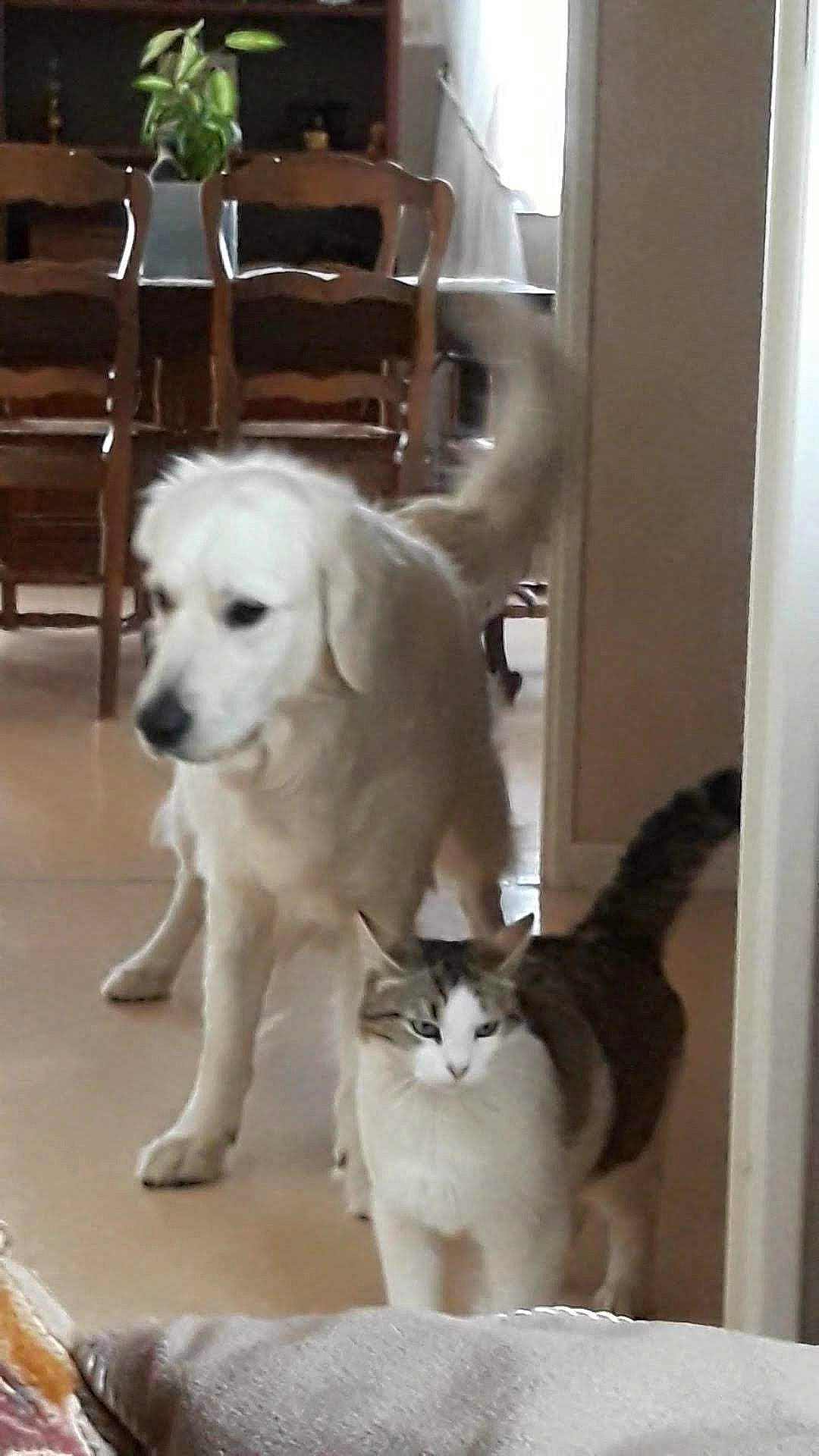 Pepito participe au concours pour gagner de l'argent avec cette photo : canidae, carnivore, cat, companion_dog, dog, dog_breed, felidae, golden_retriever, great_pyrenees, labrador_retriever, mammal, puppy, rare_breed_dog, retriever, sporting_group, tail, vertebrate, whiskers