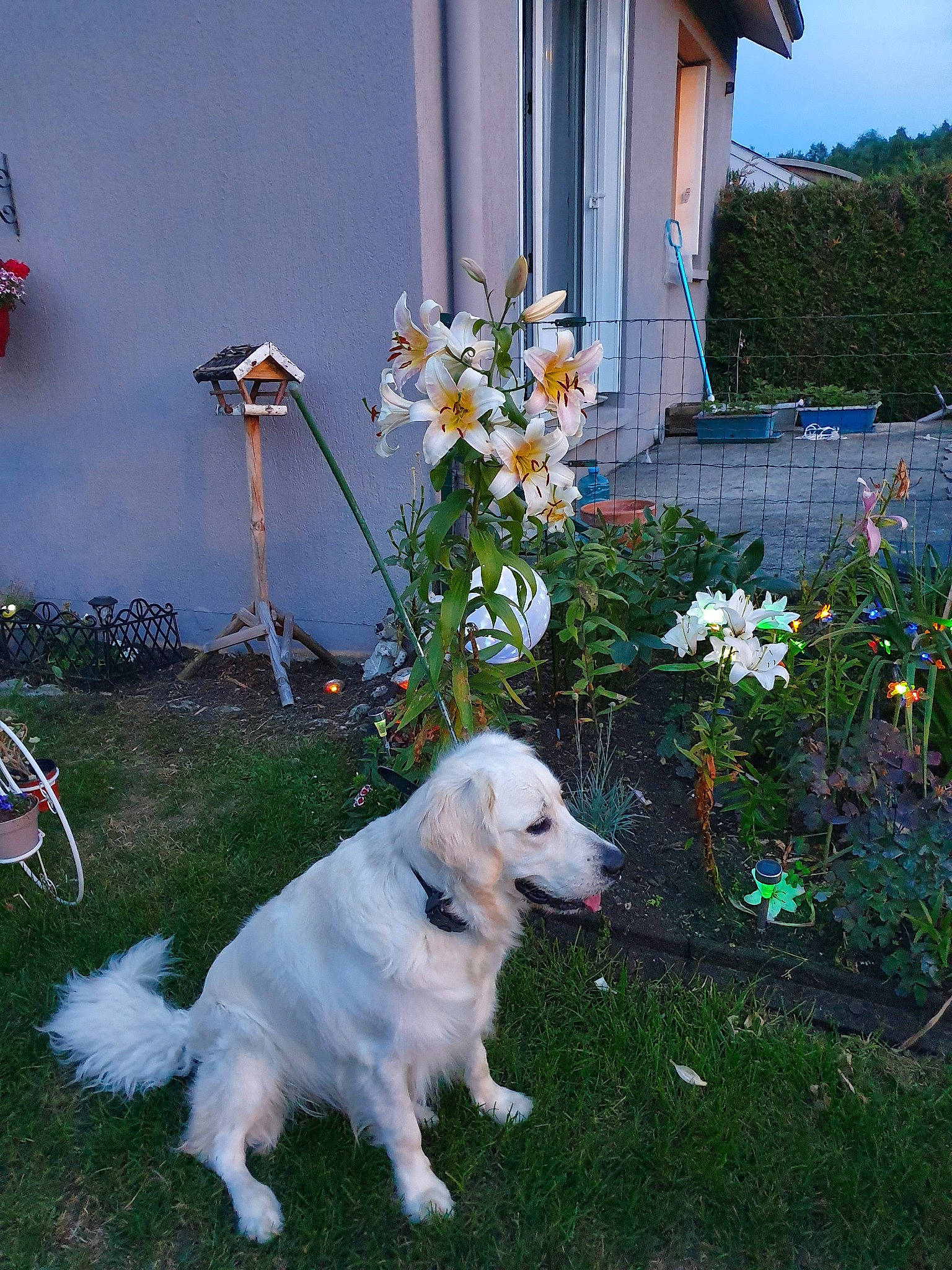 Pepito participe au concours pour gagner de l'argent avec cette photo : akbash_dog, berger_blanc_suisse, canidae, carnivore, dog, dog_breed, fawn, flower, golden_retriever, grass, house, mammal, plant, retriever, sporting_group, white_shepherd, working_dog, yard