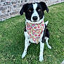Millie is registered to the contest to win money with this photo: dog, black_and_white, bandana, floral_pattern, grass, lawn, brick_wall, outdoor, pet, canine, sitting, attentive, cute, animal, ears, brown_eyes, fur, collar, nature, daylight