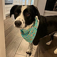 Millie joined the competition — help win amazing prizes! dog, indoor, bandana, black_and_white, wooden_floor, kitchen, curious, pet, canine, domestic, flooring, cabinet, appliance, animal, spot, paws, decor, household, standing, portrait