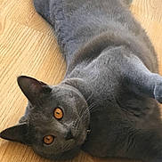 Malice participe au concours pour gagner de l'argent avec cette photo : cat, gray_cat, amber_eyes, pet, indoor, wooden_floor, curious, feline, animal, mammal, whiskers, relaxed, fur, paw, laying_down, close_up, domestic_cat, cute, eye_contact, floor