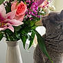 Malice a rejoint le concours — aidez-le/la à gagner de superbes lots ! cat, flowers, bouquet, vase, table, pink_roses, lilies, green_leaves, indoor, gray_cat, sniffing, pet, plant, floral_arrangement, decor, nature, closeup, curious, domestic_cat, background