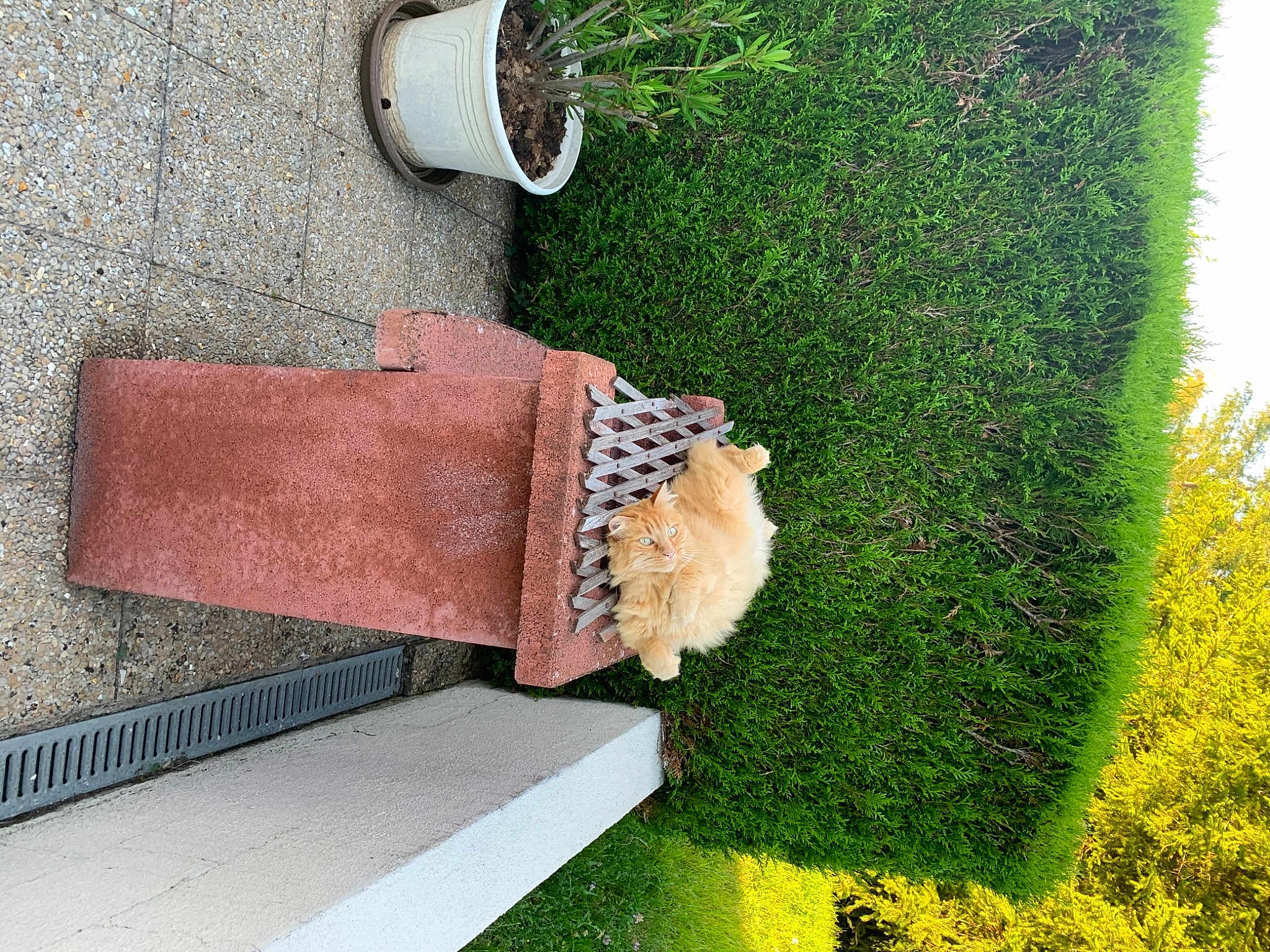 Pupuce