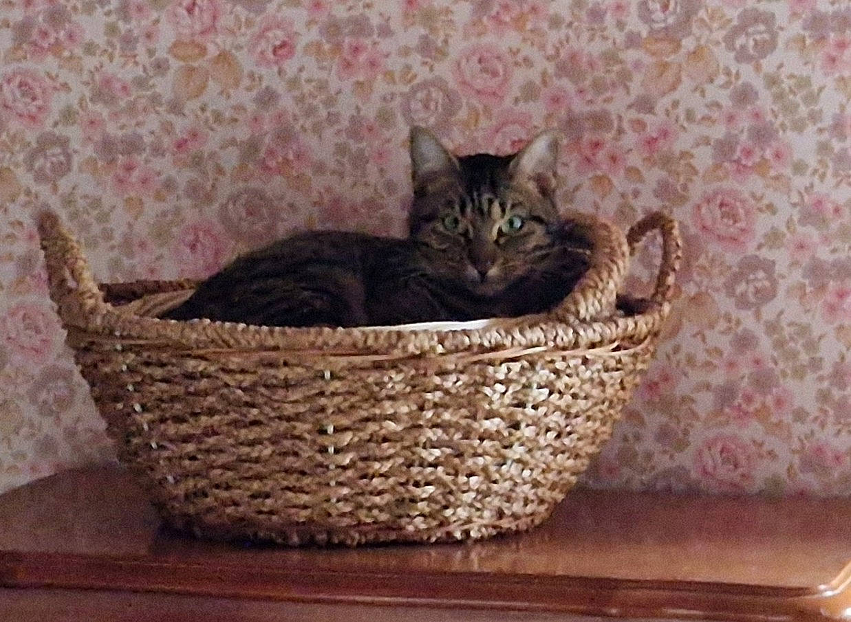 Poupette a rejoint le concours — aidez-le/la à gagner de superbes lots ! bag, basket, carnivore, cat, cat_bed, cat_supply, comfort, domestic_short_haired_cat, felidae, fur, laundry_basket, linens, pet_supply, picnic_basket, rectangle, small_to_medium_sized_cats, storage_basket, whiskers, wicker, wood