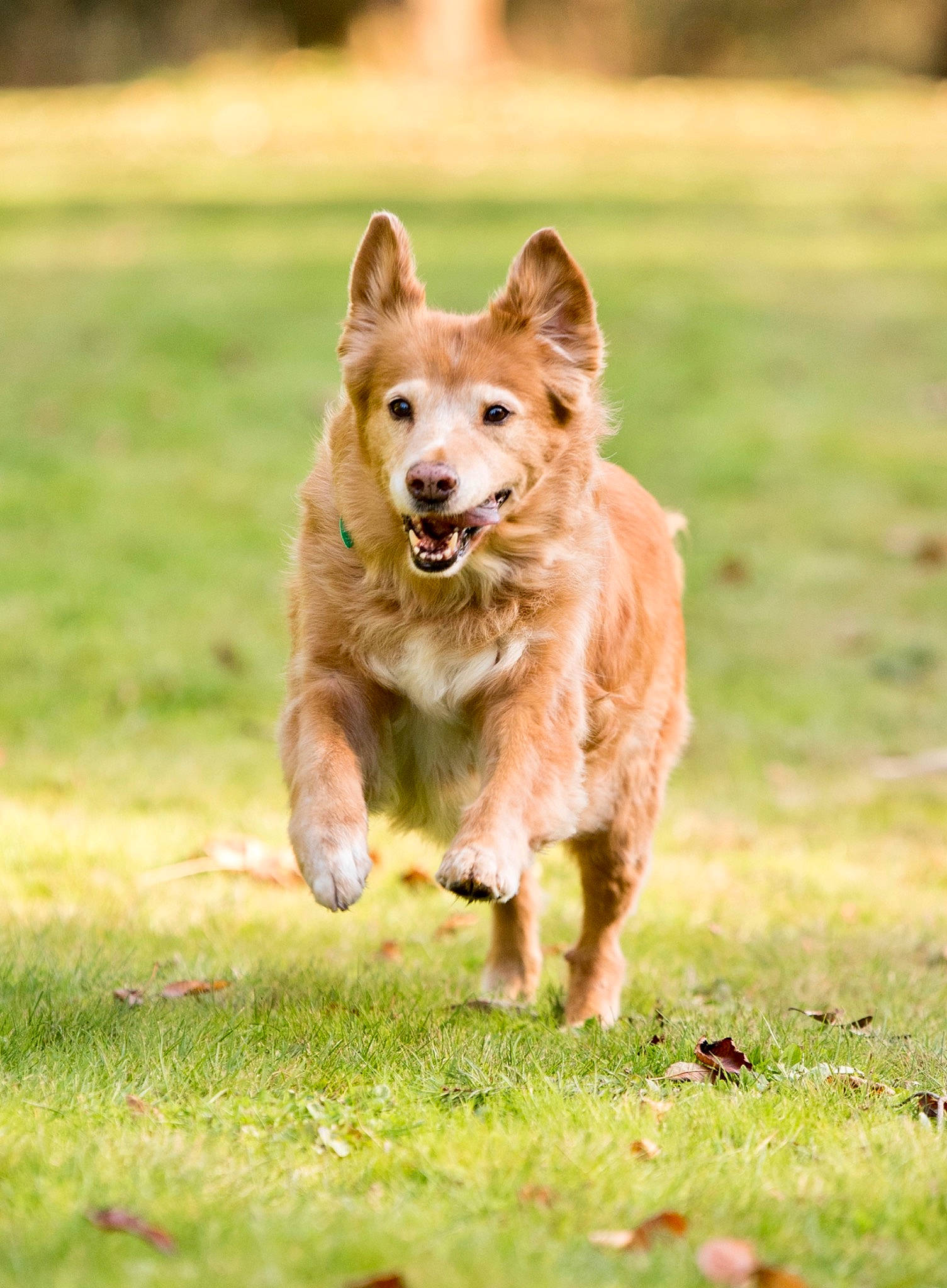 Endika is registered to the contest to win money with this photo: basque_shepherd_dog, canidae, carnivore, companion_dog, dog, dog_breed, fawn, golden_retriever, mammal, nova_scotia_duck_tolling_retriever, sporting_group, vertebrate, wildlife, working_dog