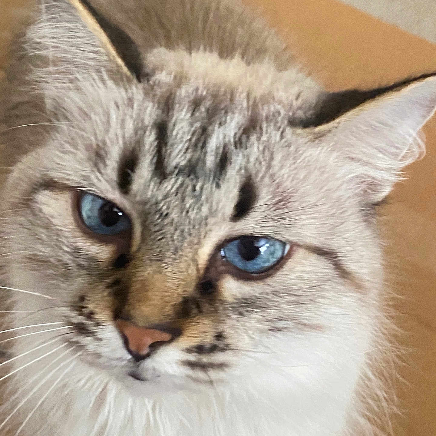 Bailey joined the competition — help win amazing prizes! animal, blue_eyes, calm, cat, close_up, cute, domestic_cat, ears, face, feline, fluffy, fur, indoor, looking_away, mammal, nose, pet, portrait, soft, whiskers