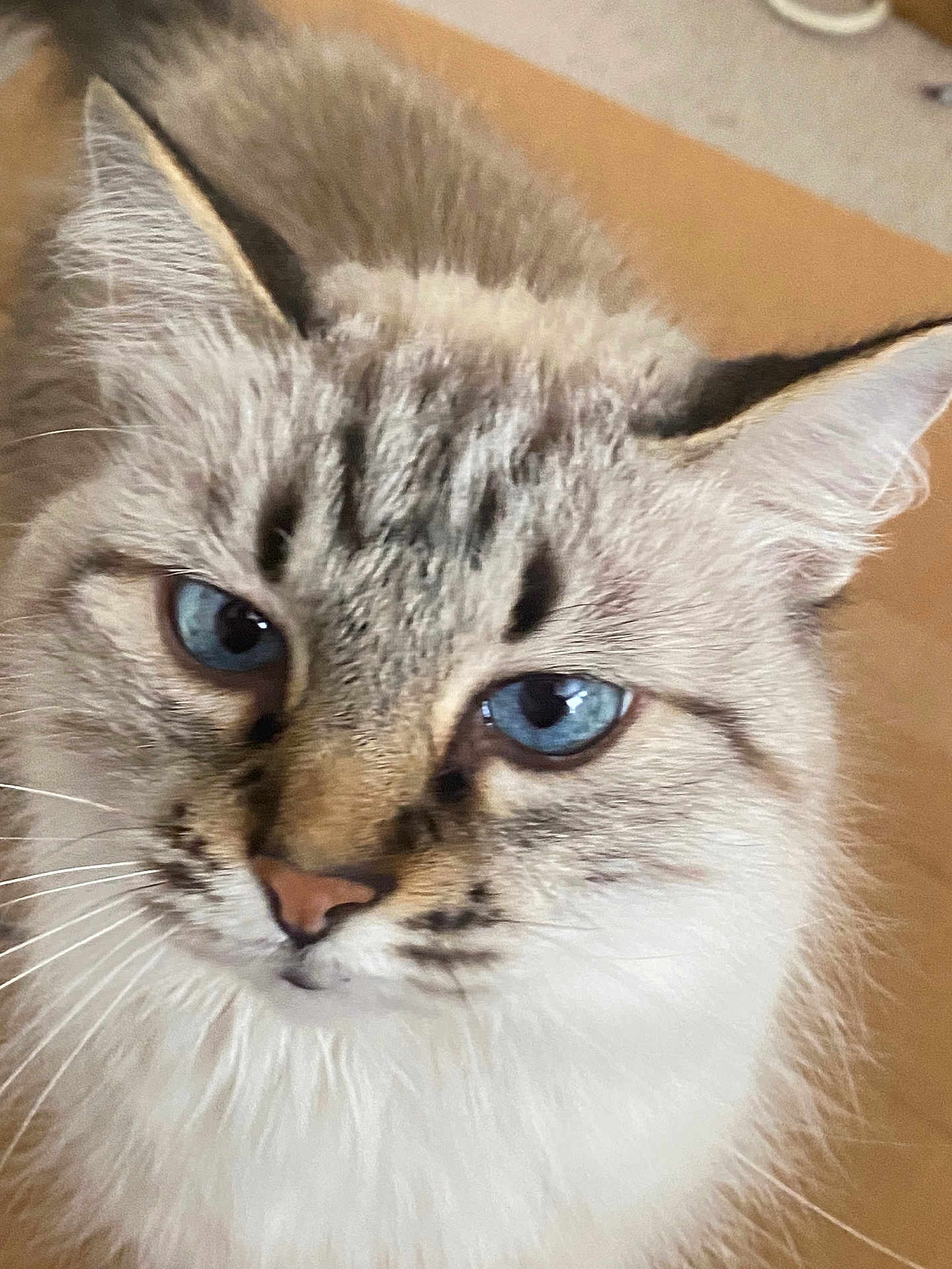 Bailey joined the competition — help win amazing prizes! cat, blue_eyes, close_up, fluffy, feline, whiskers, pet, animal, fur, portrait, domestic_cat, indoor, mammal, cute, face, ears, nose, looking_away, soft, calm