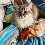 Bailey joined the competition — help win amazing prizes! cat, fluffy, blue_eyes, blanket, cozy, indoor, pet, feline, cute, fur, resting, comfort, home, animal, mammal, whiskers, ears, soft, relaxed, colorful