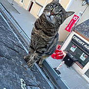 Rayaa participe au concours pour gagner de l'argent avec cette photo : cat, tabby, animal, pet, rooftop, urban, street, building, window, sidewalk, curious, tilted_head, gray, fur, outdoor, daylight, closeup, whiskers, ears, paws