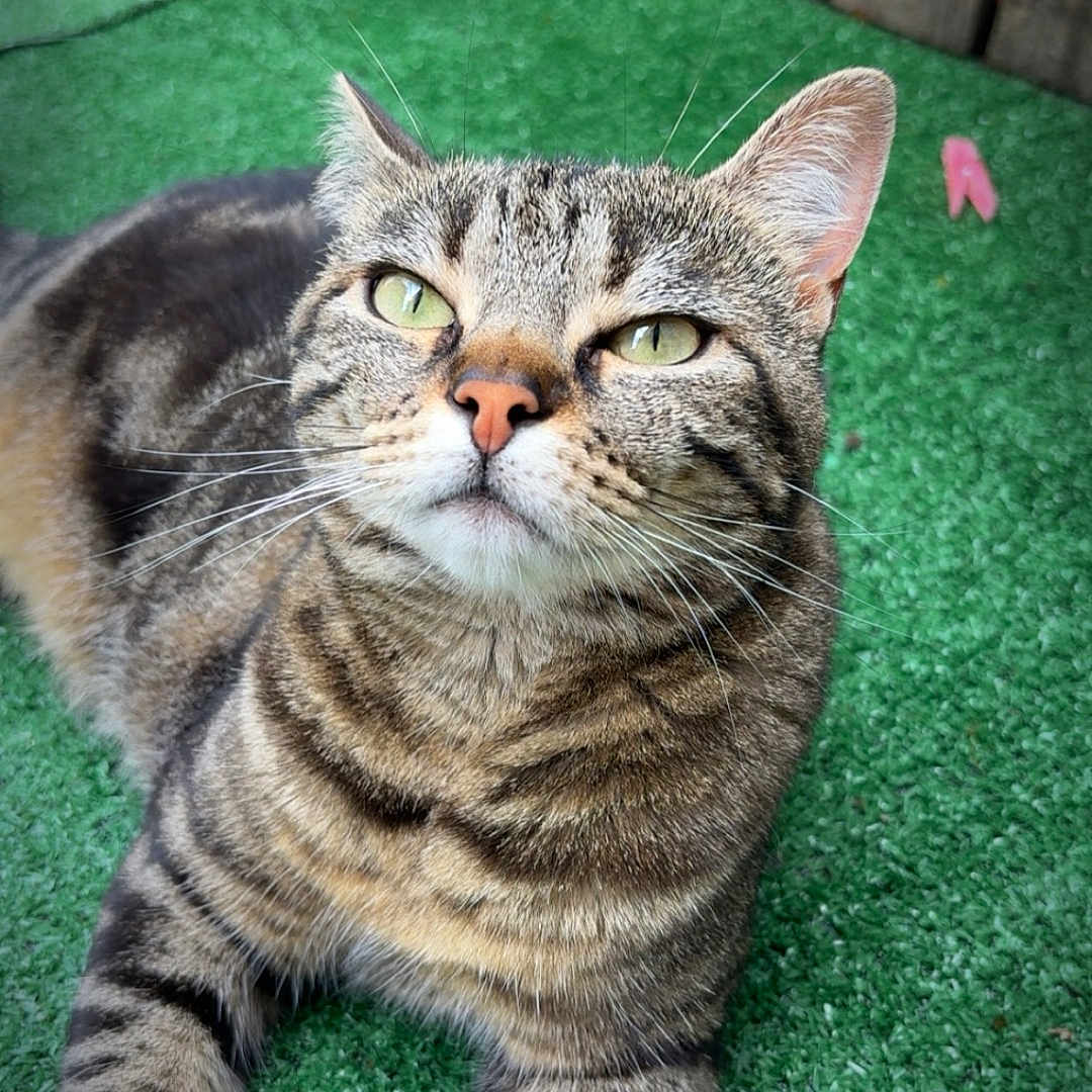 Rayaa participe au concours pour gagner de l'argent avec cette photo : animal, background, cat, close_up, domestic, ears, eyes, feline, fur, grass, lying_down, mammal, nature, outdoor, pet, portrait, relaxed, striped, tabby, whiskers