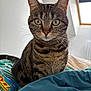Rayaa participe au concours pour gagner de l'argent avec cette photo : cat, tabby, pet, animal, bed, blanket, indoor, curious, closeup, green_eyes, ears, whiskers, feline, striped, fur, domestic_cat, looking, window, soft_light, resting