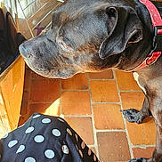 Brutus a rejoint le concours — aidez-le/la à gagner de superbes lots ! animal, black_dog, canine, close_up, clothing, companion, dog, domestic, drying_rack, fabric, floor_tiles, household, indoor, pet, polka_dot, portrait, red_collar, side_profile, skirt, tiled_floor