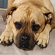 Priska a rejoint le concours — aidez-le/la à gagner de superbes lots ! dog, puppy, wrinkled, tan, brown, closeup, portrait, lying_down, paws, floppy_ears, dark_muzzle, sad_expression, large_breed, indoor, floor, carpet, resting, pet, animal, photography
