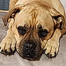 dog, puppy, wrinkled, tan, brown, closeup, portrait, lying_down, paws, floppy_ears, dark_muzzle, sad_expression, large_breed, indoor, floor, carpet, resting, pet, animal, photography
