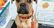 Priska a rejoint le concours — aidez-le/la à gagner de superbes lots ! dog, boxer, pet, animal, veterinary_clinic, weighing_scale, collar, leash, colorful, sitting, portrait, short_hair, fawn_coat, black_muzzle, floppy_ears, indoor, clinic, poster, floor, alert