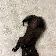 Alpha participe au concours pour gagner de l'argent avec cette photo : adorable, animal, black_kitten, cat, cozy, cute, feline, fluffy_rug, fur, indoor, kitten, lying_down, pet, playful, small_paws, soft_texture, whiskers, white_background, wide_eyes, young_cat