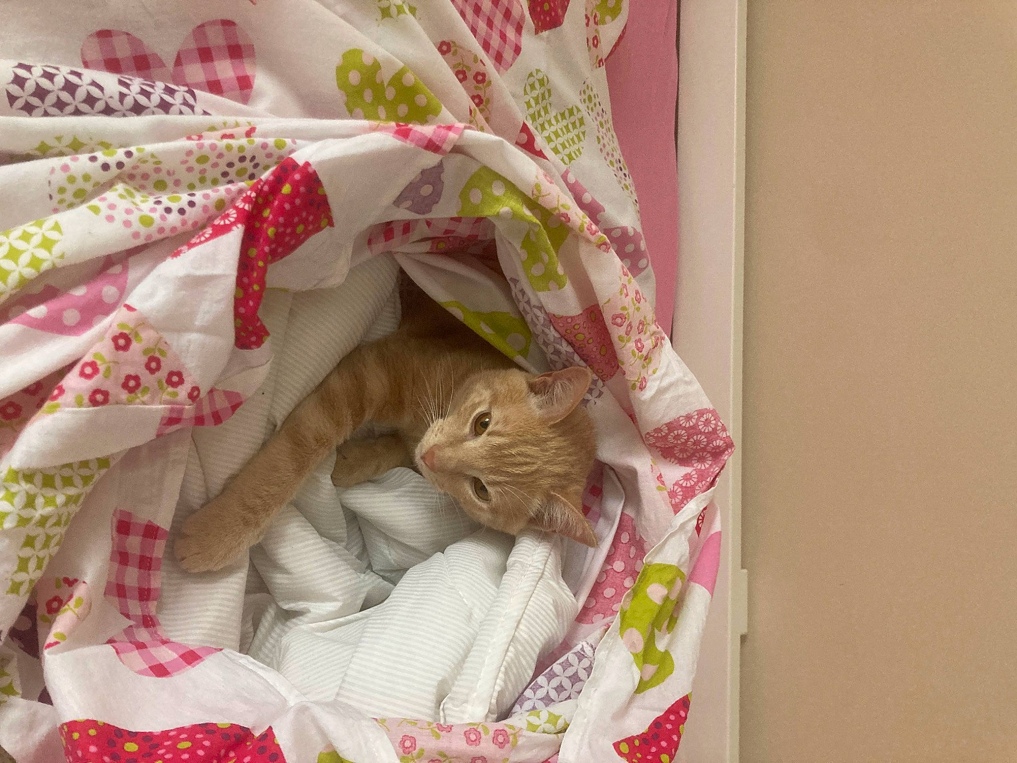 Tom a rejoint le concours — aidez-le/la à gagner de superbes lots ! bag, basket, carnivore, cat, creative_arts, domestic_short_haired_cat, fashion_accessory, fawn, felidae, home_accessories, linens, paper, paper_bag, paper_product, pattern, peach, present, room, small_to_medium_sized_cats, whiskers