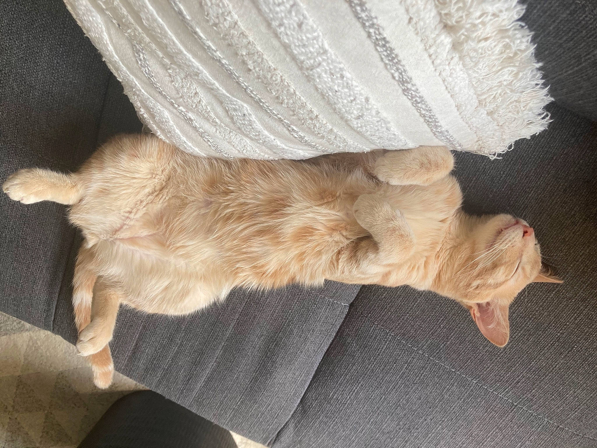 Tom a rejoint le concours — aidez-le/la à gagner de superbes lots ! claw, comfort, companion_dog, dog, dog_breed, felidae, foot, fur, human_leg, linens, nap, paw, sleep, small_to_medium_sized_cats, tail, whiskers, wood