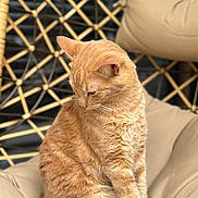 Tom a rejoint le concours — aidez-le/la à gagner de superbes lots ! animal, cat, chair, cushion, cute, domestic, ears, feline, fur, ginger_cat, indoor, pet, portrait, rattan, relaxation, resting, seated, soft, whiskers, woven