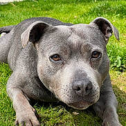 Pearl a rejoint le concours — aidez-le/la à gagner de superbes lots ! animal, brown_eyes, canine, close_up, cute, dog, ears, fur, garden, grass, gray_dog, laying_down, nature, outdoor, paw, pet, portrait, relaxed, snout, sunlight