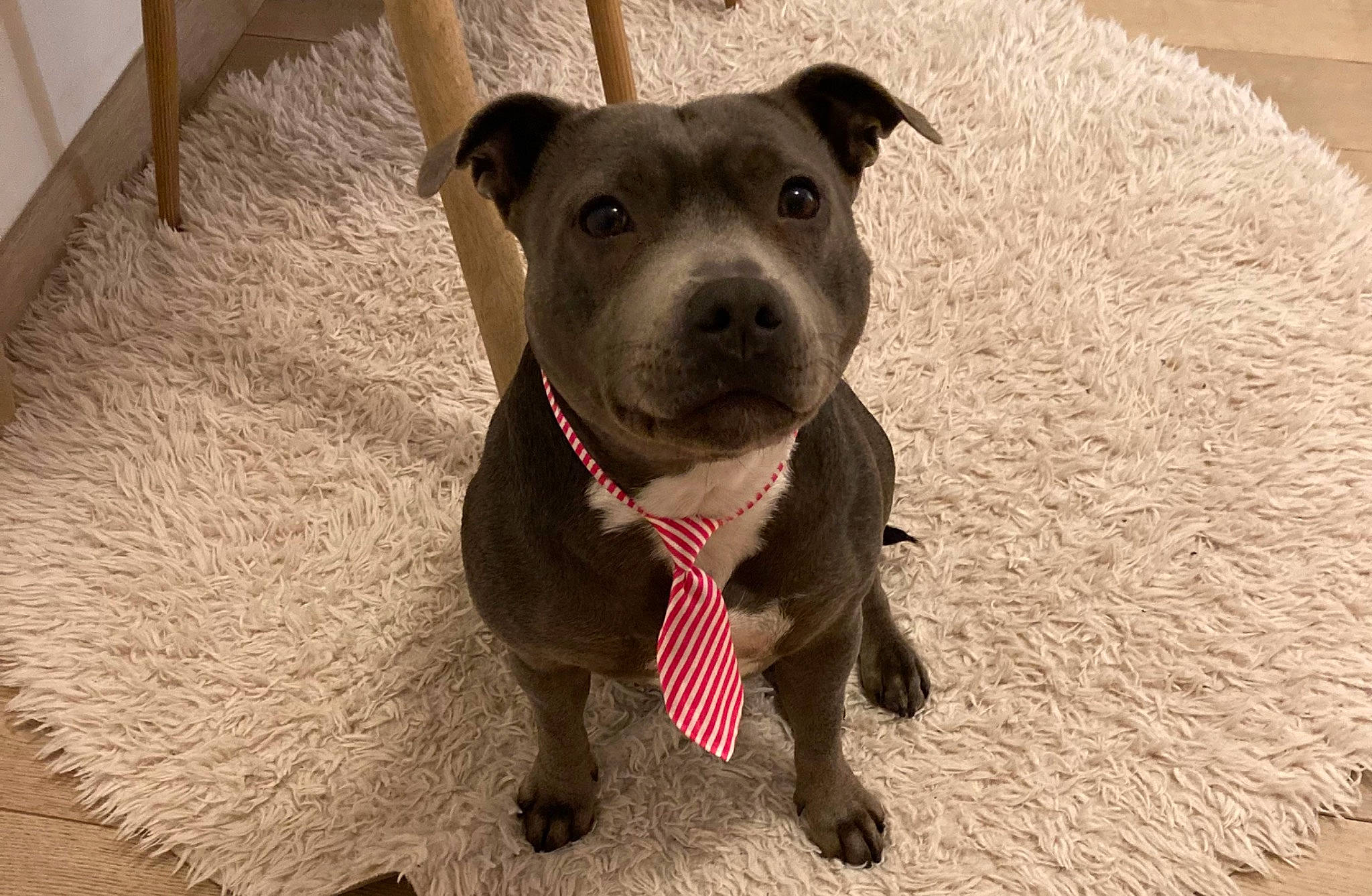 Pearl a rejoint le concours — aidez-le/la à gagner de superbes lots ! canidae, carnivore, collar, companion_dog, dog, dog_breed, dog_collar, fawn, flooring, fur, guard_dog, hardwood, non_sporting_group, pet_supply, snout, sporting_group, terrestrial_animal, whiskers, working_animal, working_dog