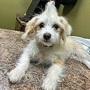 Theo joined the competition — help win amazing prizes! puppy, dog, white, tan, fur, mohawk, cute, pet, animal, indoor, countertop, office, computer, cabinet, curious, lying_down, brown, black_nose, ears, closeup