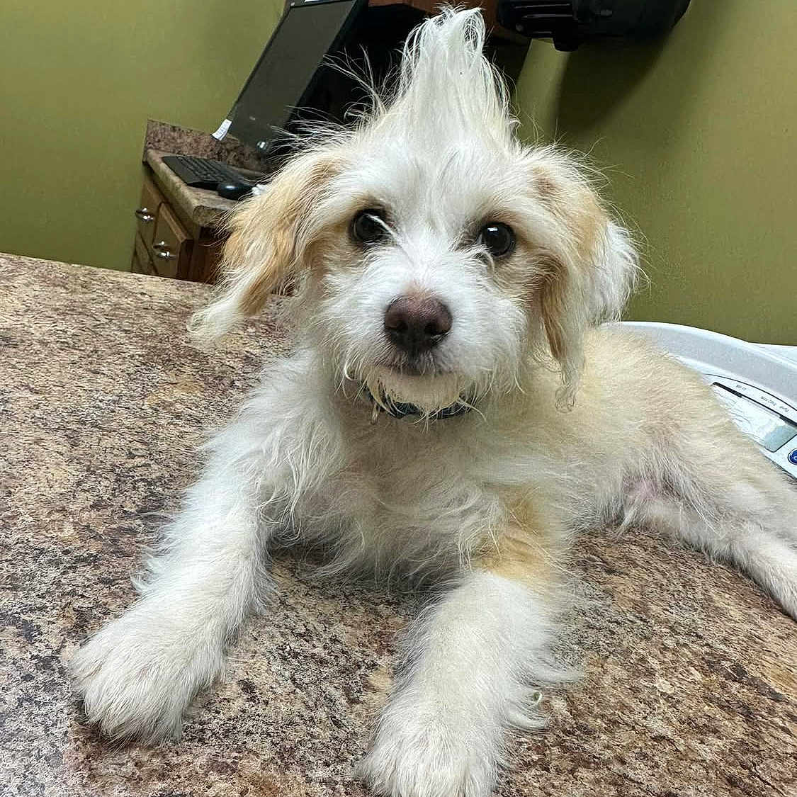 Theo joined the competition — help win amazing prizes! animal, black_nose, brown, cabinet, closeup, computer, countertop, curious, cute, dog, ears, fur, indoor, lying_down, mohawk, office, pet, puppy, tan, white