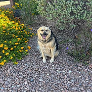 Lilly joined the competition — help win amazing prizes! bush, canine, collar, daytime, dog, flowers, fur, garden, greenery, happy, landscape, nature, outdoor, pet, purple_flowers, rocks, sitting, smiling, sunlight, yellow_flowers