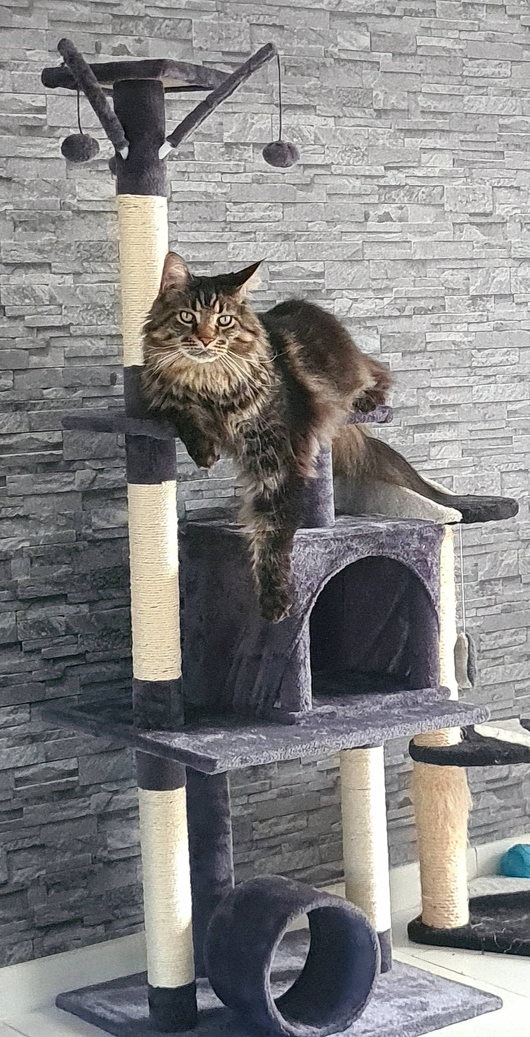 Marley participe au concours pour gagner de l'argent avec cette photo : carnivore, cat, domestic_short_haired_cat, european_shorthair, fawn, felidae, maine_coon, norwegian_forest_cat, siberian, small_to_medium_sized_cats, tabby_cat, tail, whiskers