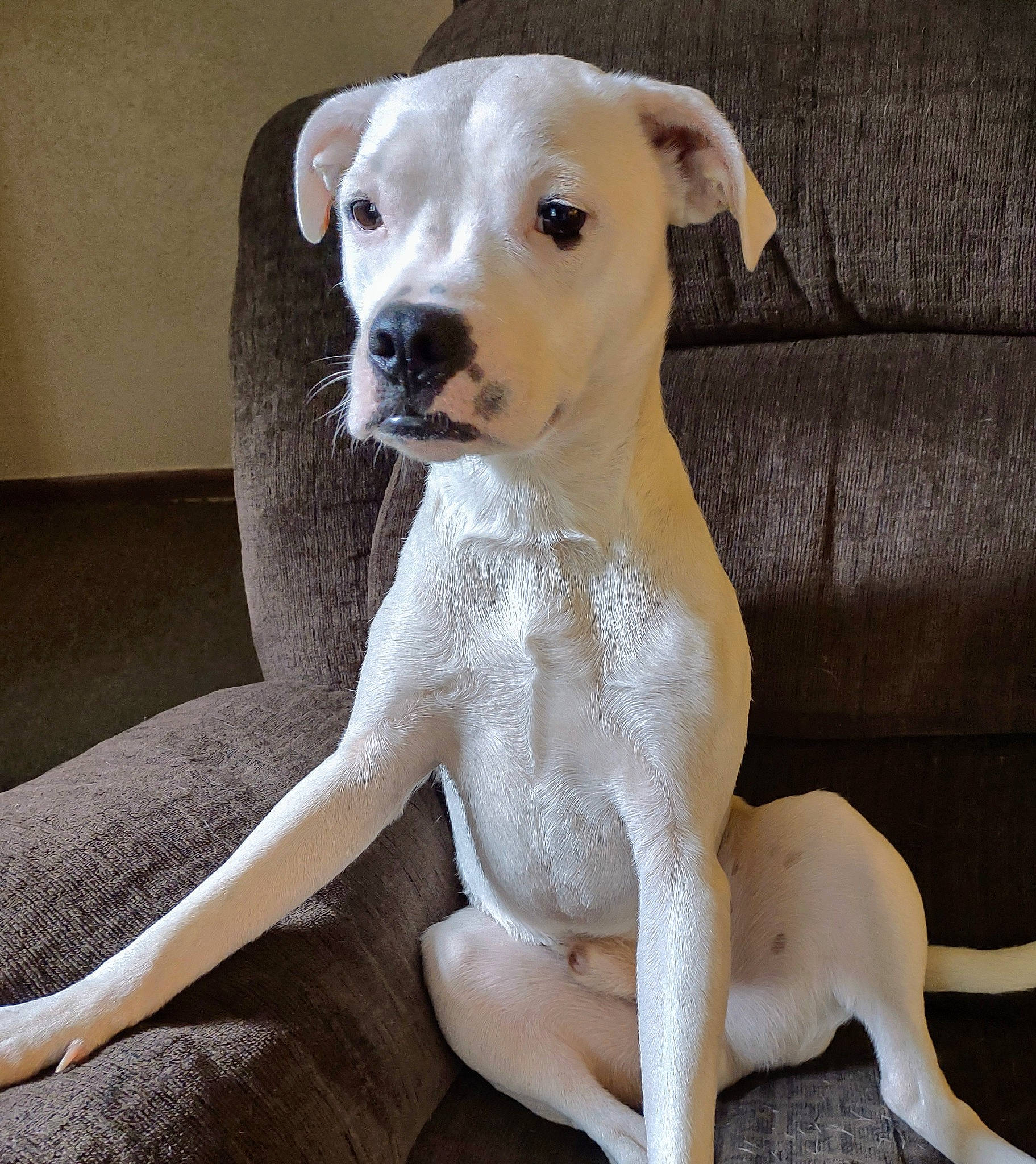 Jeter is registered to the contest to win money with this photo: art, canidae, carnivore, collar, comfort, companion_dog, dog, dog_breed, dog_collar, dog_supply, fawn, paw, pet_supply, snout, sporting_group, tail, terrestrial_animal, toy_dog, whiskers, working_animal