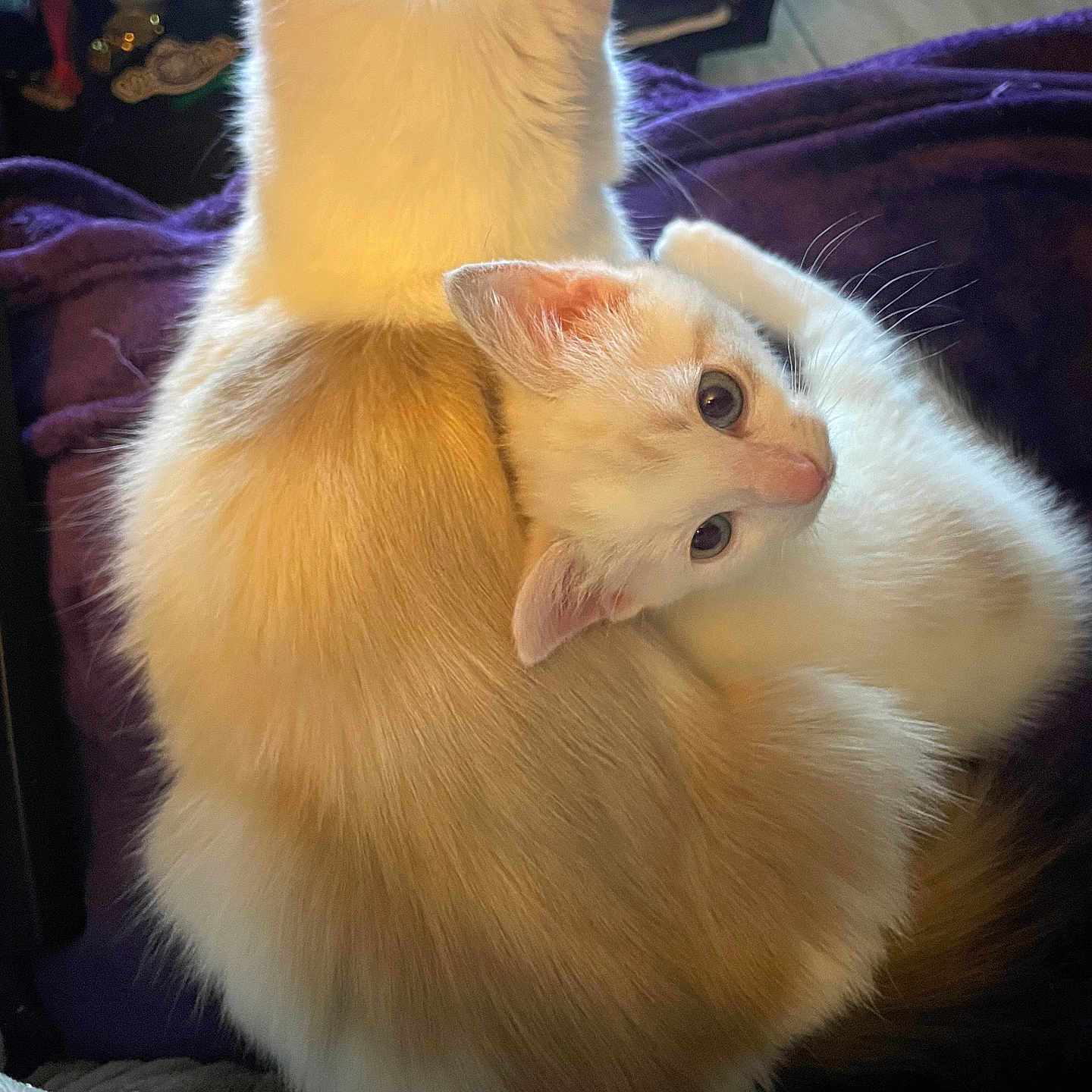 Ivy And Moon joined the competition — help win amazing prizes! abyssinian, angora, animal, architecture, blanket, cat, chair, couch, cushion, furniture, hardwood, homedecor, indoors, kitten, manx, person, pet, siamese, sleeping, wood